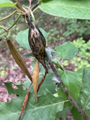 Asclepiadoideae