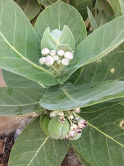 Calotropis procera