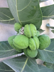 Calotropis procera