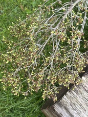 Erigeron floribundus