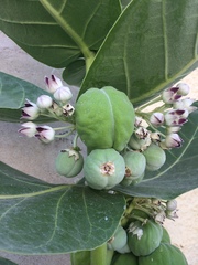 Calotropis procera