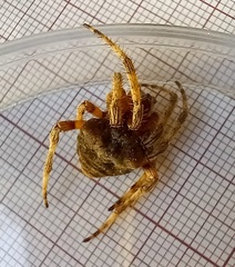Araneus angulatus
