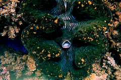 Tridacna