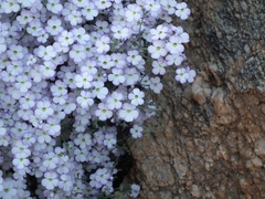 Jamesbrittenia ramosissima