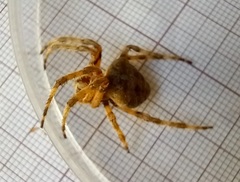 Araneus angulatus