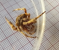 Araneus angulatus