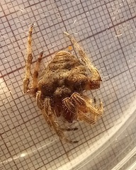 Araneus angulatus