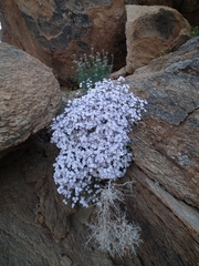 Jamesbrittenia ramosissima