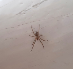 Pityohyphantes phrygianus