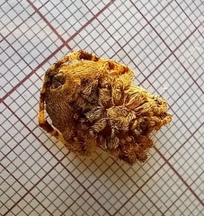 Araneus angulatus