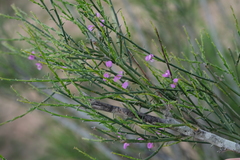 Muraltia scoparia