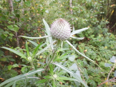 Cirsium decussatum