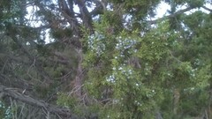 Juniperus osteosperma