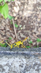 Taeniopoda tamaulipensis