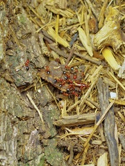 Crematogaster laeviuscula