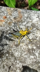 Taeniopoda tamaulipensis