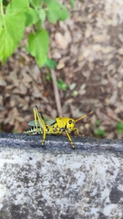 Taeniopoda tamaulipensis