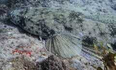 Platycephalus fuscus