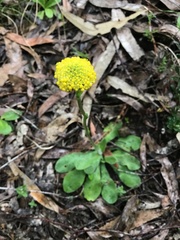 Craspedia variabilis