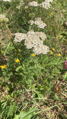 Achillea millefolium