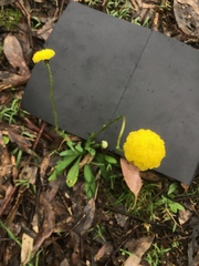 Craspedia variabilis