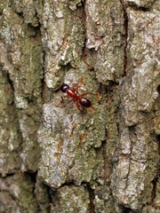 Camponotus texanus