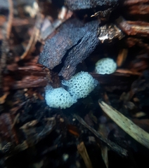 Ceratiomyxa porioides