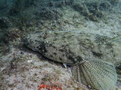 Platycephalus fuscus