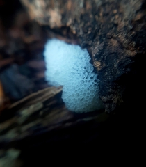 Ceratiomyxa porioides