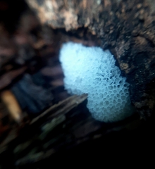 Ceratiomyxa porioides