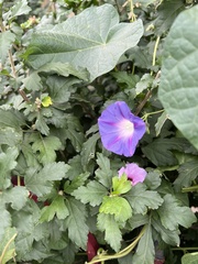 Ipomoea