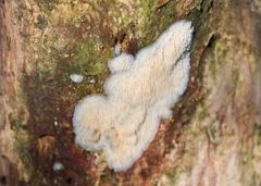 Radulomyces copelandii