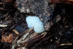 Ceratiomyxa porioides