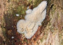 Radulomyces copelandii
