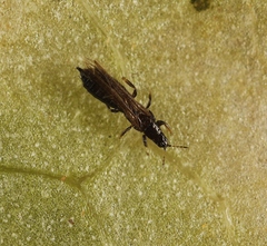Limothrips cerealium