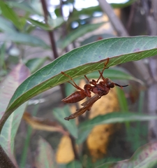 Polistes canadensis