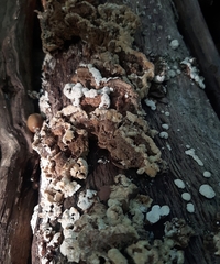 Trichaptum abietinum