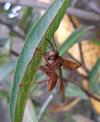 Polistes canadensis
