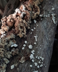 Trichaptum abietinum