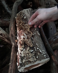 Trichaptum abietinum