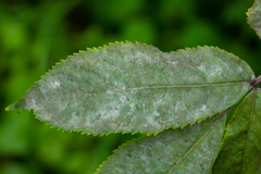 Erysiphe vanbruntiana sambuci-racemosae