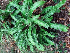 Asplenium scolopendrium scolopendrium
