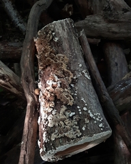 Trichaptum abietinum