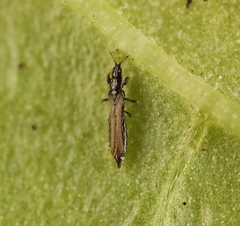 Limothrips denticornis