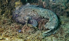 Batrachomoeus dubius