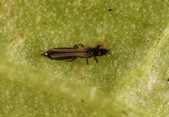 Limothrips denticornis