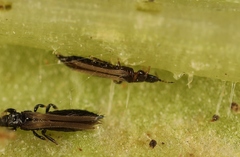 Limothrips denticornis