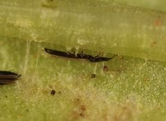 Limothrips denticornis
