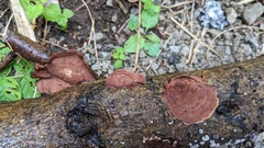 Punctularia strigosozonata