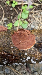 Punctularia strigosozonata